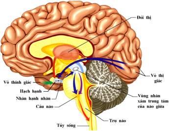 chụp mri não