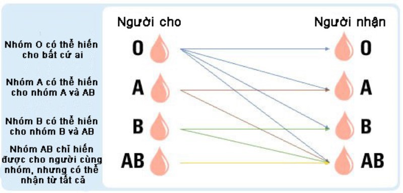 Vai Trò Của Nhóm Máu O Trong Truyền Máu